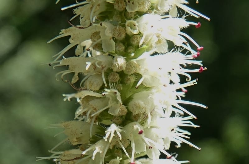 Elsholtzia fruticosa, C. Davidson 13758--China. Sichuan. Yibailingba-gou. 12 Aug 2017. DSC04660 (573).JPG