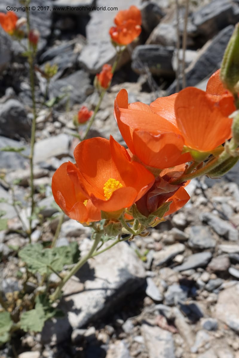 Sphaeralcea ambigua var. rugosa, Davidson, C 13113--California. Inyo Co. N. Death Valley Rd. Stop 1. 18 Apr 2016.  (40).JPG