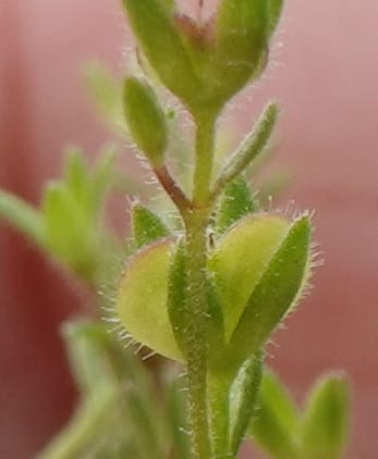 Veronica arvensis, C. Davidson 13751--Oregon. Wallowa Co. Zumwalt.Trail Cr. Rd. 4 Jun 2018. DSC04078 (67).JPG