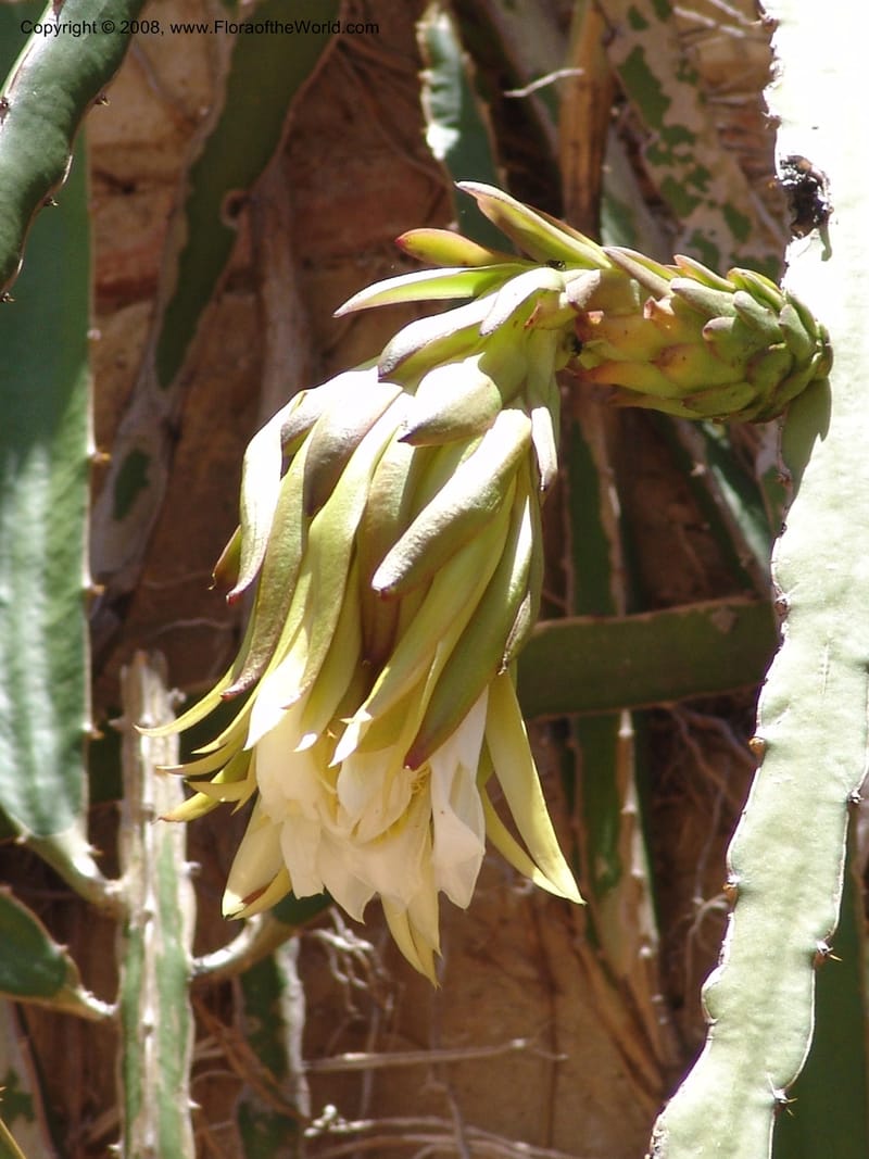 Heliocereus undatus, s.n.--MX. Oaxaca. Oaxaca. Jardin Etnobotanico. 5 Aug 2007. 506.jpg