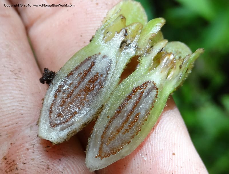 Pentaphragma cyrtandriforme, Davidson, C 12738--Sabah. Mt. Kinabalu. Bundu Tuhan Trail. 11 Oct 2014. DSC04153 (106).JPG