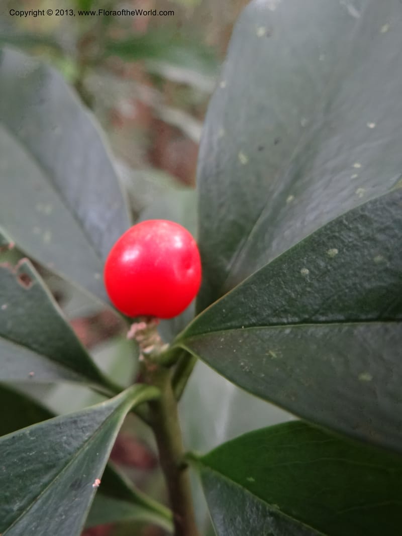 Daphne sureil, VC 5470--Thailand. Chiang Mai. Doi Suthep Pui N. P. 7 Nov 2012. (131).JPG