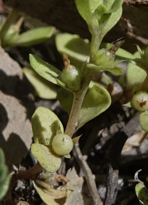 Lysimachia minima, Davidson, C 13325--Australia. Qld. Jacob's Well. 16 Oct 2016. DSC02498 (10).JPG