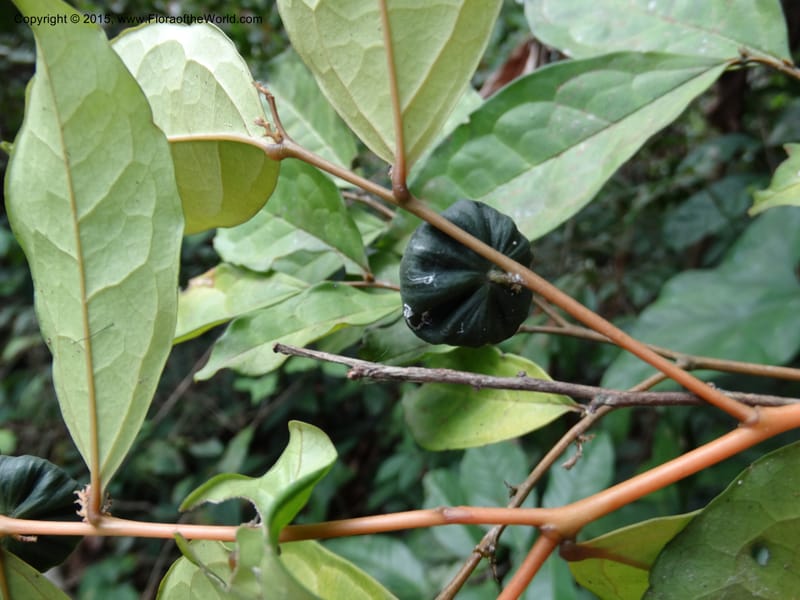 Olax, Davidson, C 12344--Cameroon. Mokoko For. Res. 20 Mar 2014. DSC02622 (310).JPG