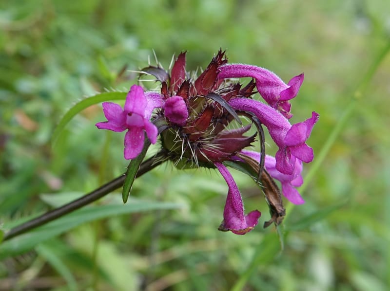 Acanthocalyx delavayi, C. Davidson 13737--China. Yunnan. Zhongdian Xian. 9 Aug 2017. DSC03874 (321).JPG