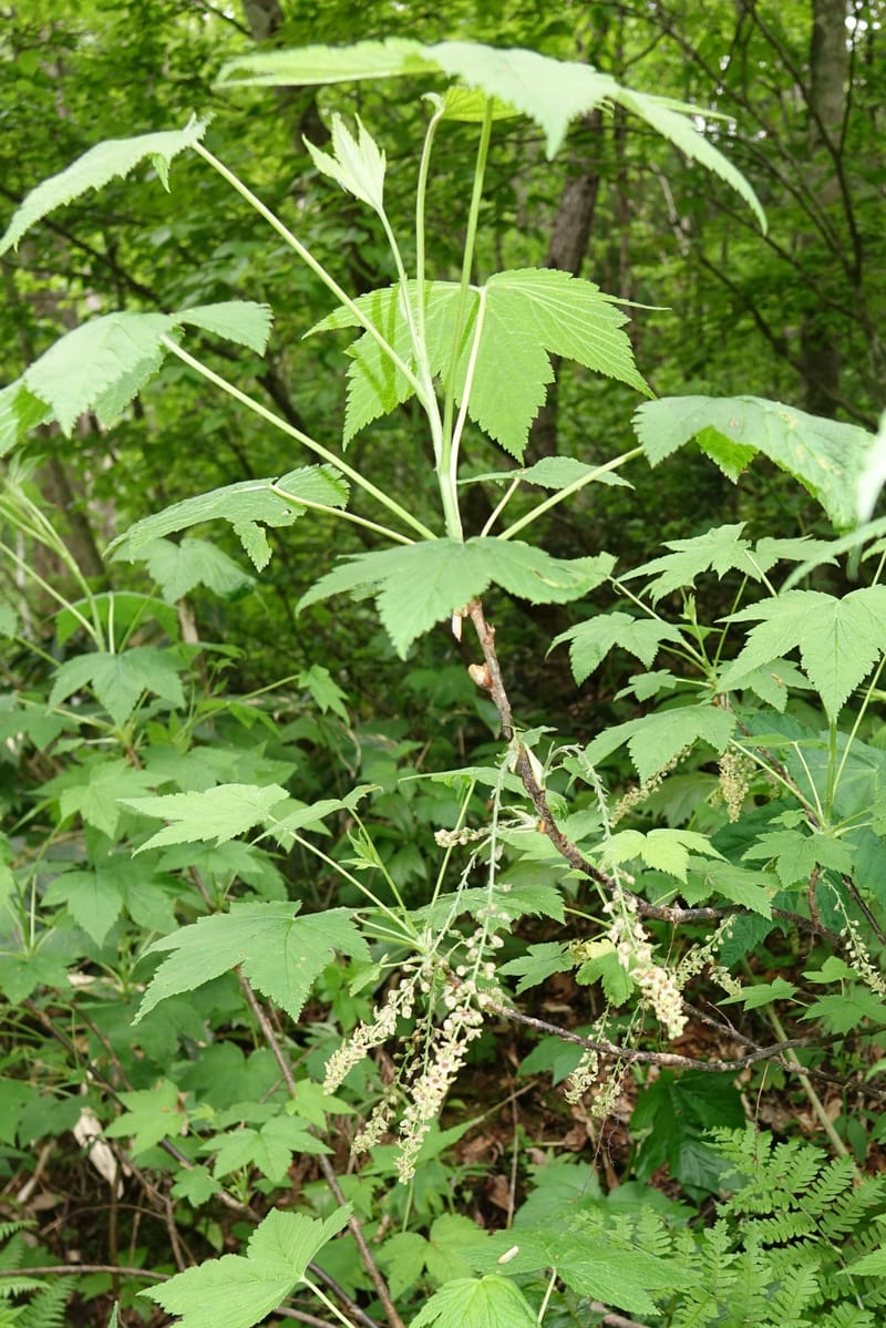 Ribes japonicum--Japan. Niigata. Sasagamine. Yu Memidaira. Forest Therapy Trail. 28 May 2016. DSC04970 (138).JPG