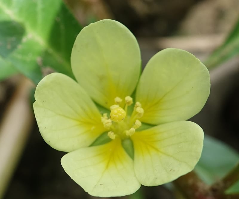 Ludwigia adscendens subsp. diffusa, L. Nanyeni 1193--Namibia. Kunene R. rd. east. 20 Mar 2018. DSC02082 (83).JPG