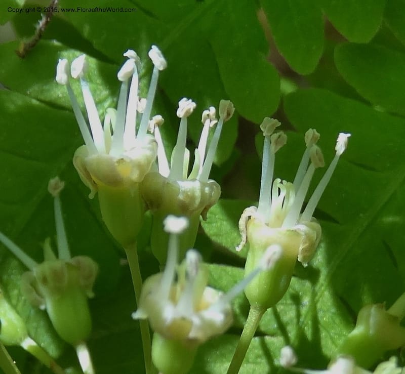 Aralia nudicaulis, Davidson, C 12999--North Carolina. Macon Co. Horse Cove Rd. 14 May 2015. DSC05455 (34).JPG