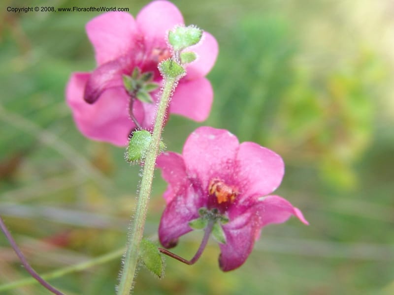 Diascia barberi--So.Africa. E. Cape.R58 SE of Barkly East. 10 Mch 05. 211.jpg