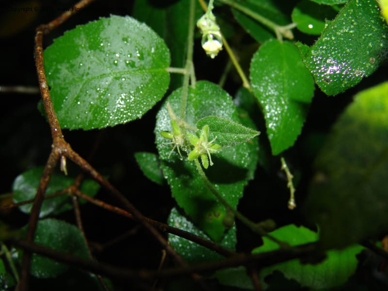 Croton--So.Africa. E. Cape. Umtiza Nature Res.. 7 Mch 05. 087.jpg