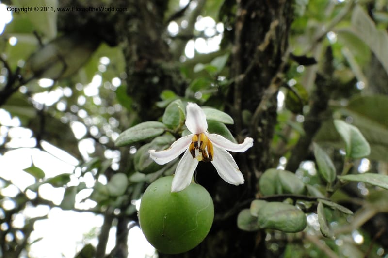 Solanum, Ulloa 1967--Ecuador. Pichincha. Old rd to Papallacta. 31 May 2011. 091 (5).jpg