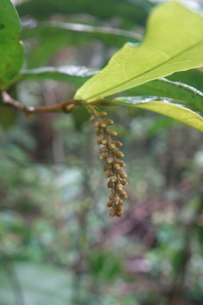 Thecacoris, C. Davidson 14074--Gabon. Raponda-Wallker. 28 Oct 2019. DSC02420 (24).JPG