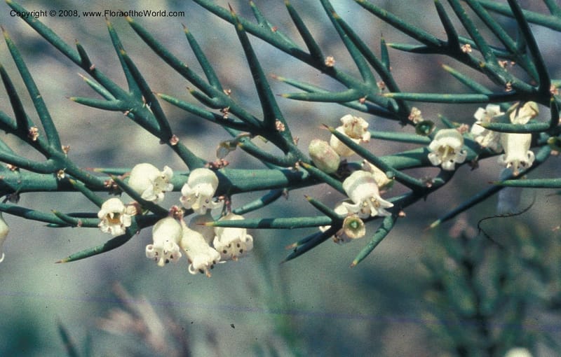 Colletia infausta--CA. Huntington Bot. Garden. May 76. 002B.jpg