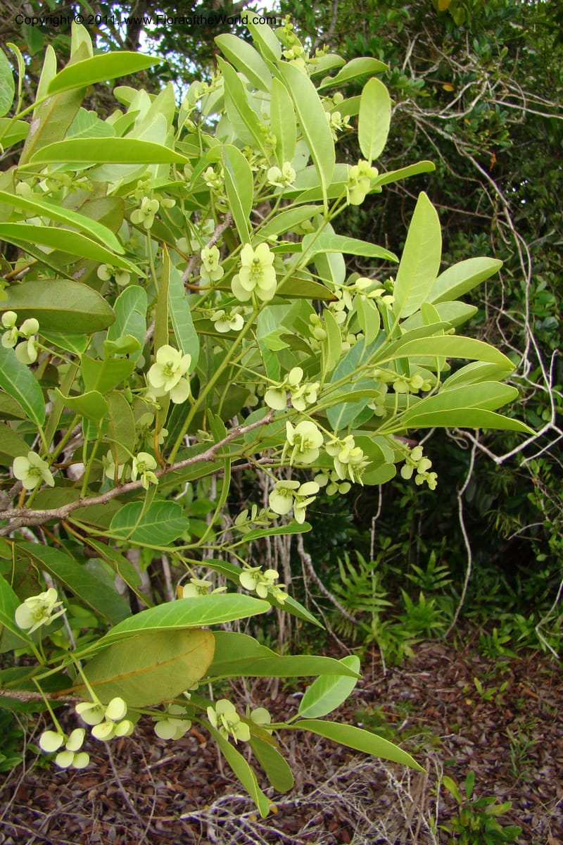 Homalium involucratum, Razafindraibe 190--Madagascar. Prov. Fianarantsoa. RN 12. 14 Jan 09. 019 (7).jpg