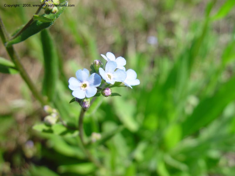 Myosotis--ID. Valley Co. Payette Lake. 12 Jun 03. 108.jpg
