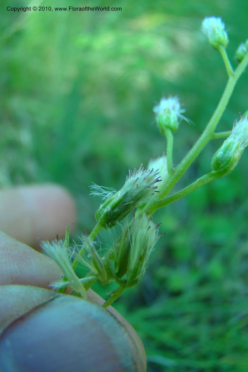 Antennaria racemosa, C. Davidson 11373--Idaho. Idaho Co. Salmon River. Polly Bemis Ranch. 27 May 2009. 109.jpg