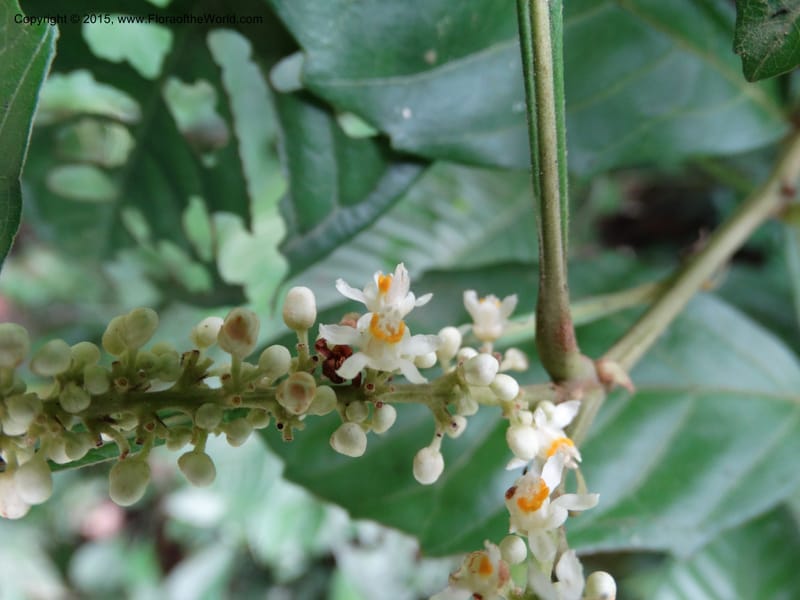 Paullinia pinnata, Davidson, C 12387--Cameroon. Bakengili Trail, Mt. Cameroon. 24 Mar 2014. DSC03587 (261).JPG