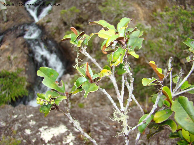 Myrtopsis, JMunzinger x--New Caledonia. Plateau de Dogny. 19 Nov 07. 342.jpg