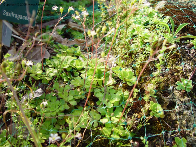 Saxifraga cuneifolia--France. Paris. Jardin des Plantes. 30 May 03. 098.jpg