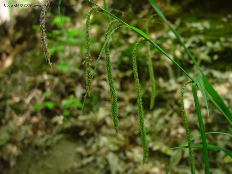 Carex pendula cf.-- Italy. Tuscany.Ris. Nat. Basso Merse. 20 May 03.  162.jpg