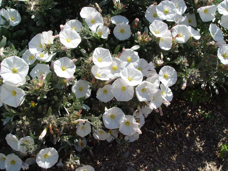 Convolvulus cneorum, 2003.0375--Spain. Barcelona Botanic Garden. 21 Apr 04.  086.jpg