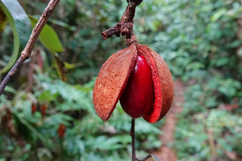 Staudtia gabonensis, C. Davidson 13939--Gabon. Maurel & Prom Oil Rd. 2 Nov. 2018. DSC01376 (279).JPG
