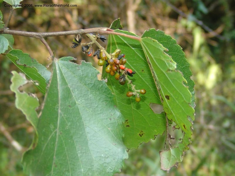 Trimeria grandifolia--So.Africa. Mpumal. Buffelskloof Private Nat. Res. 17 Mch 05. 219.jpg