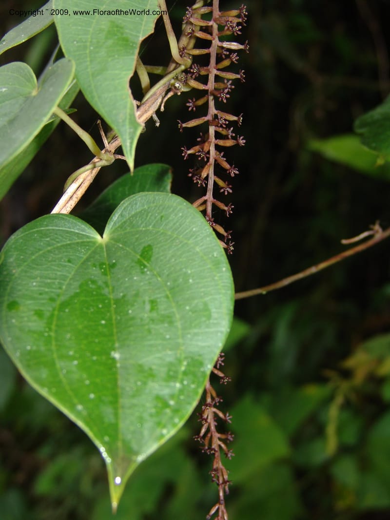 Dioscorea, Croat94641--Ecuador. Prov. Pichincha. Nono-Tandayapa. 14 Feb 05. 283.jpg