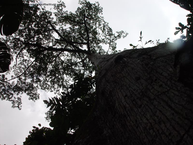 Ceiba pentandra--Fr. Guiana. Matoury Mts, near Cayenne. 21 Mch 02.  003.jpg