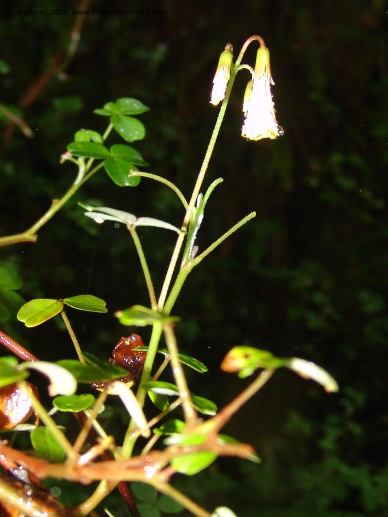 Oxalis, Croat94379--Ecuador. Prov. Pichincha. Reserva Bellavista. 9 Feb 05.  082.jpg