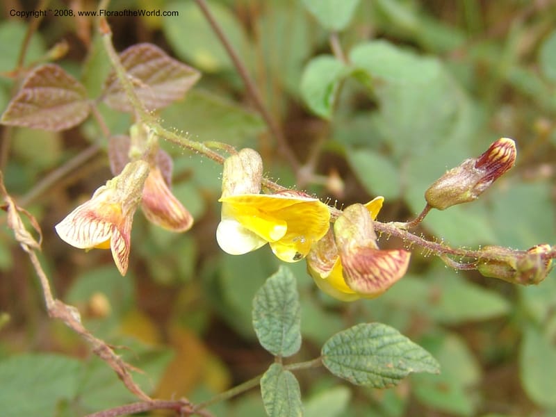 Rhynchosia--So.Africa. Mpumal. Moodie Mts.  18 Mch 05. 169.jpg