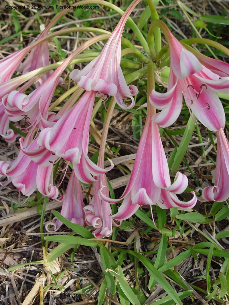 Crinum delagoense--So. Africa. KwaZuluNatal. Maputaland Coastal Forest Res. 1 Oct 03. 004.jpg