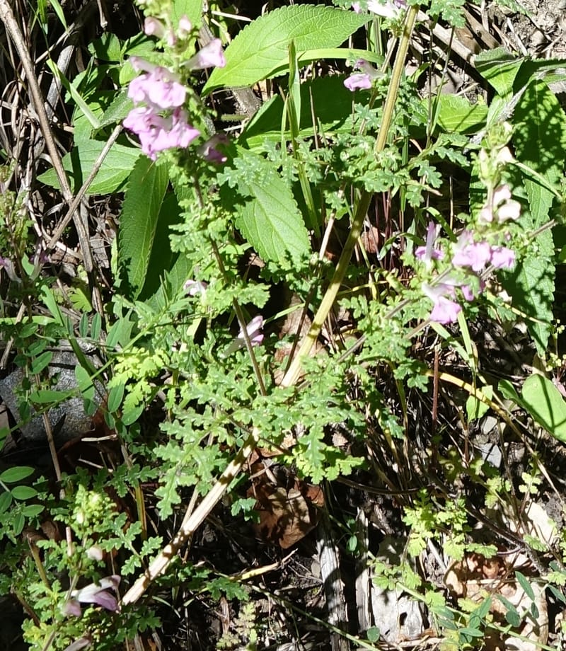Pedicularis pseudomelampyriflora, C. Davidson 13757--China. Sichuan. Yibailingba-gou. 12 Aug 2017. DSC04660 (585).JPG