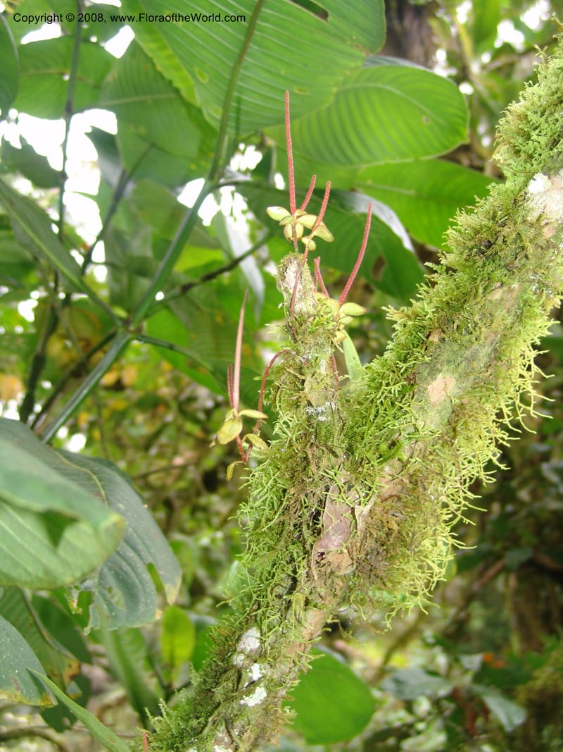 Peperomia, Croat93530--Ecuador. Prov. Napo. E of D. de Pineda. 17 Aug 04. 032.jpg