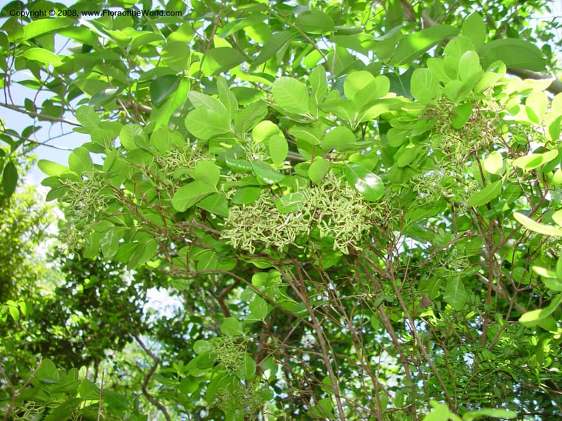 Pisonia rotundata--FL. Fairchild Tropical Gard. 7 Apr 03. 297.jpg