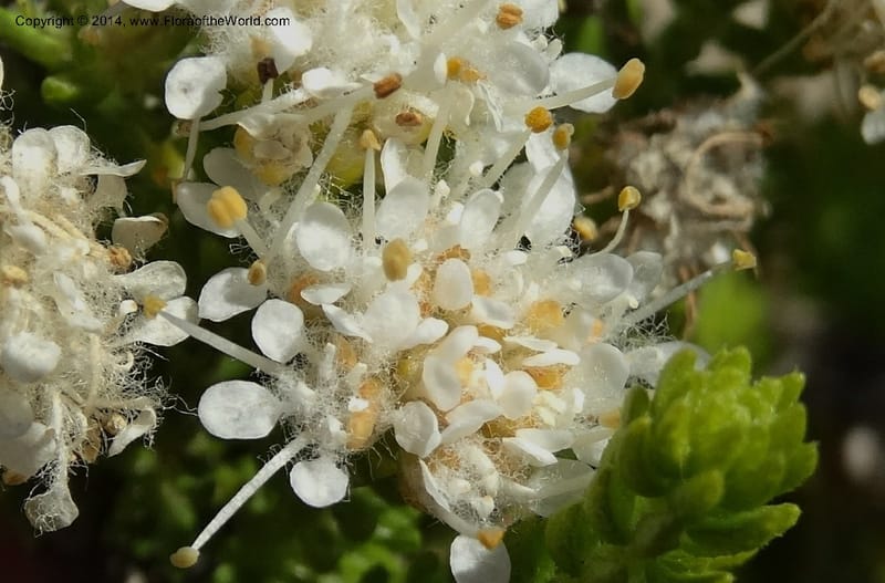 Agathosma collina, Davidson, C 12301--South Africa. Western Cape. De Hoop Nature Res. 22 Jan 2014. DSC01681 (99).JPG