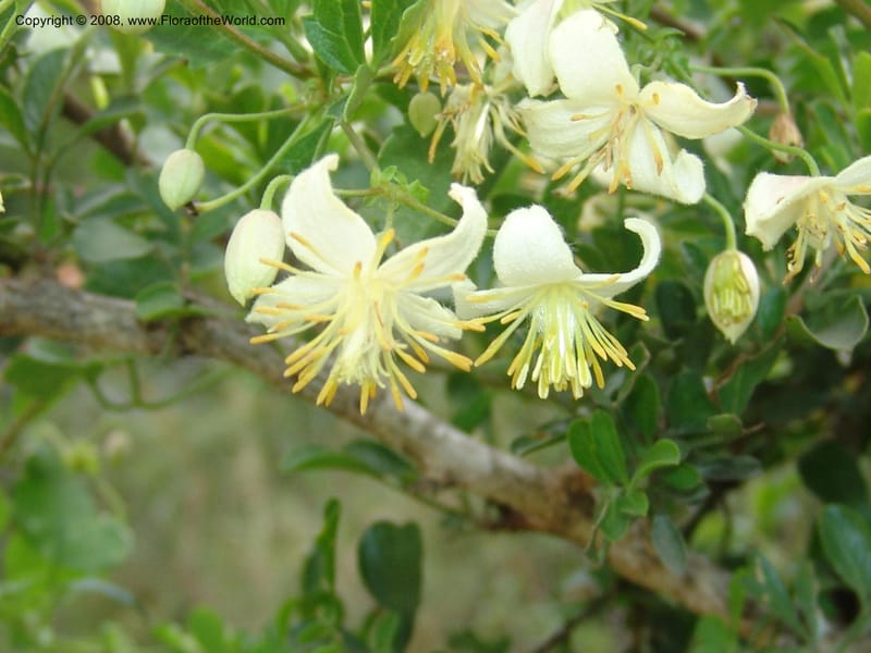 Clematis brachiata--So.Africa. E. Cape. Waringham Farm, Quanti Area, Stut. 8 Mch 05. 446.jpg
