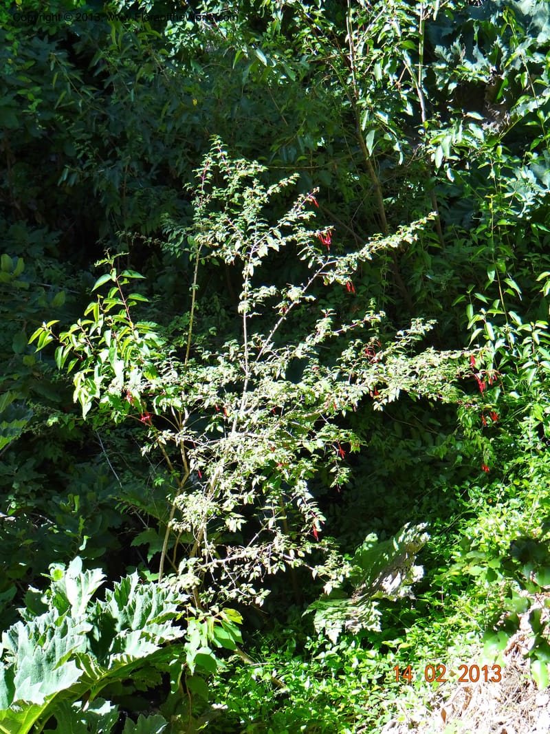 Fuchsia magellanica, W. D. Stevens 34063--Chile, Reserva Tanume, 14 Feb 2013  7907 (5).JPG