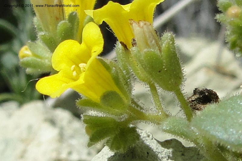 Phacelia lutea var. lutea, C. Davidson 11856--Oregon. Malheur Co. Leslie Gulch. 30 June 2011. 284 (4).jpg