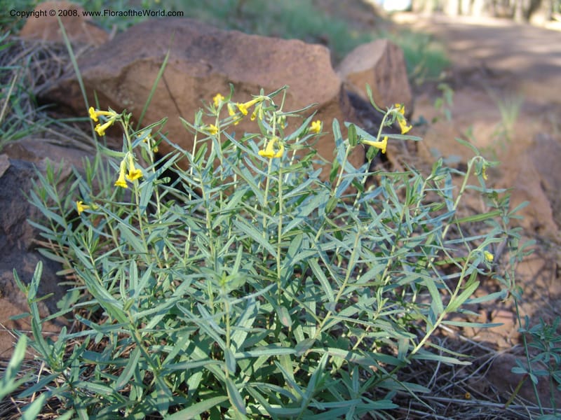 Lithospermum incisum--AZ. Coconino Co. San Francisco Pk.  F. Serv. Rd. 151. 4 Sep 04. 048.jpg