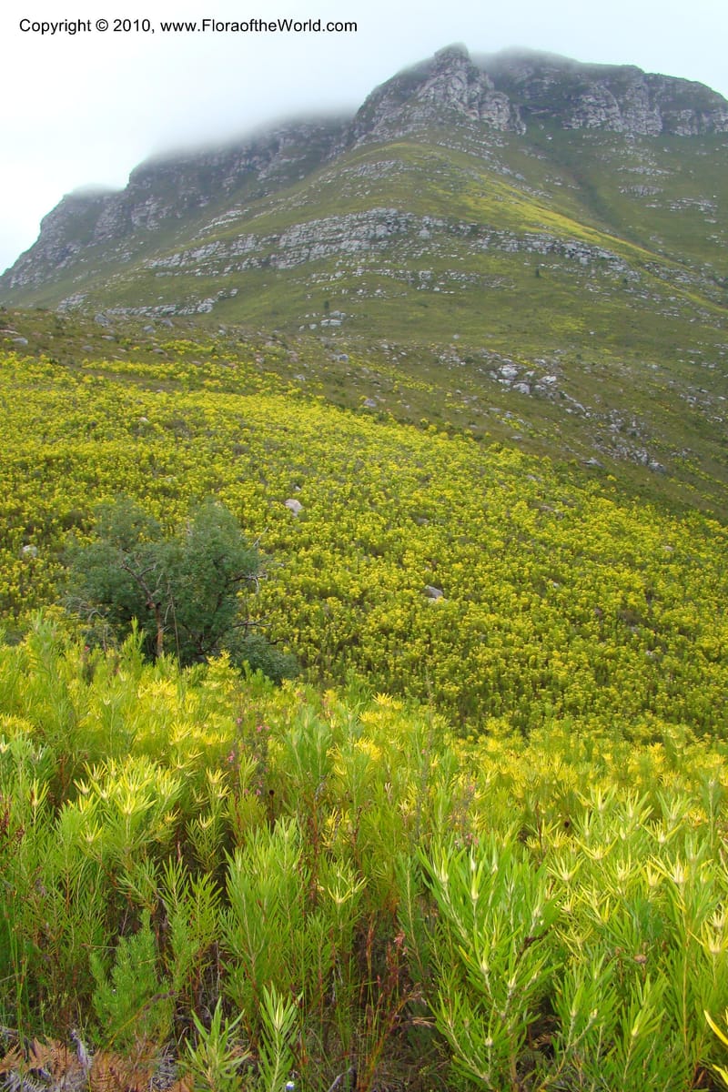 Leucadendron eucalyptifolium, C. Davidson 11495--South Africa. W. Cape. Korente River. 22 Aug 09. 344 (98).jpg