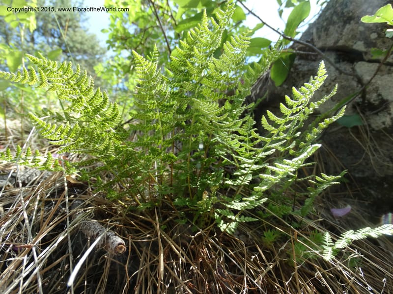Woodsia scopulina, Davidson, C 12843--Idaho. Valley County. Sylvan Beach. 15 Jun 2015.  (29).JPG