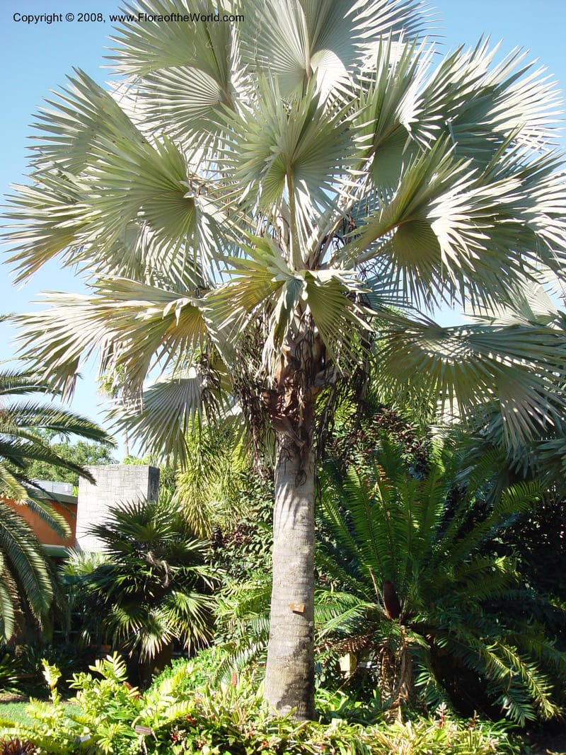 Bismarckia nobilis. 92251 E--FL. Fairchild Tropical Gard. 16 Jan 03. 020.jpg