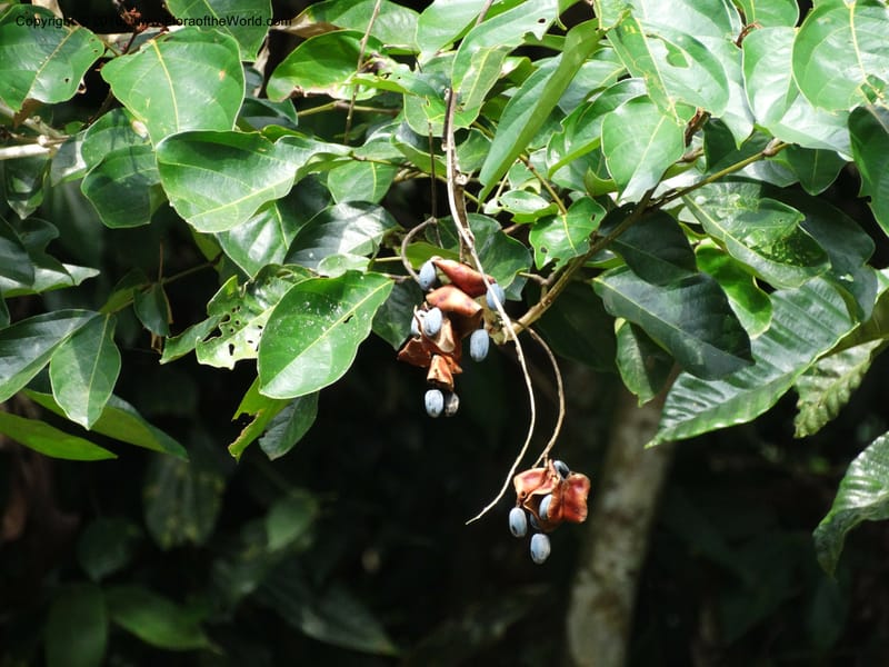 Archidendron--Sabah. Danum Valley. 4 Oct 2014. DSC01741 (338).JPG