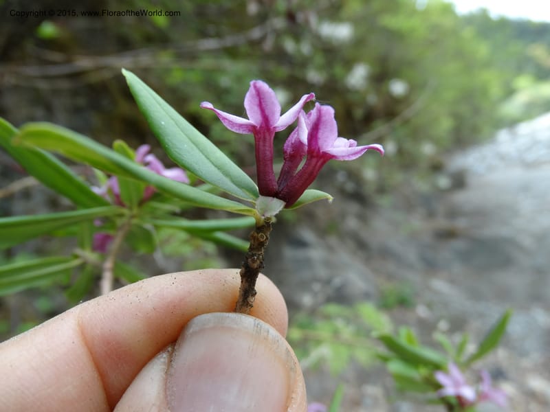 Daphne, Boufford, D 43616--China. Sichuan. ShaShiDuo. 8 May 2014. DSC04232 (40).JPG