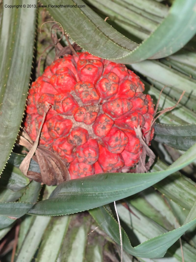 Pandanus odorifer, Callmander 1017--Malaysia, Sarawak. Bako Nat. Park. Beach. 31 Mar 2012. DSC06362 (18).JPG