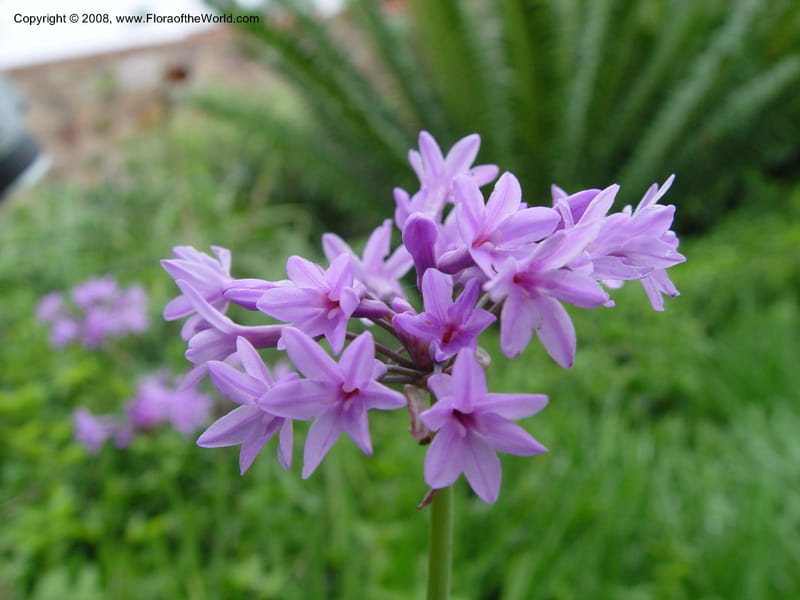 Tulbaghia simmleri--So. Africa. Durban Bot. Gard. 3 Oct 03. 101.jpg
