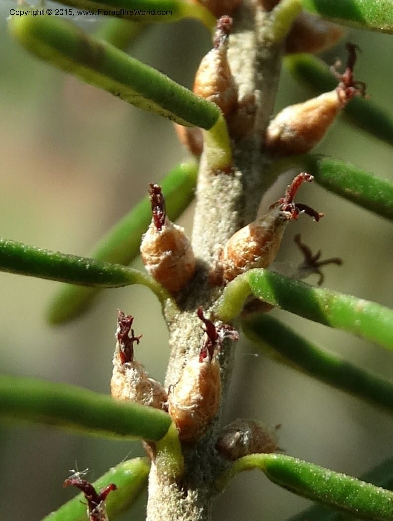 Ceratiola ericoides, Davidson, C 13062--South Carolina. Lexington Co. Redmond Rd. 20 May 2015. DSC06945 (16).JPG