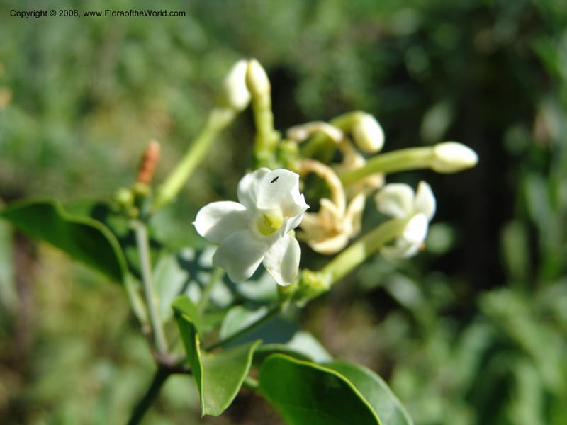 Jasminum abyssinicum--Kenya. Homa Bay Distr. Koru. Kweissos house. 3 Jul 04. 175.jpg