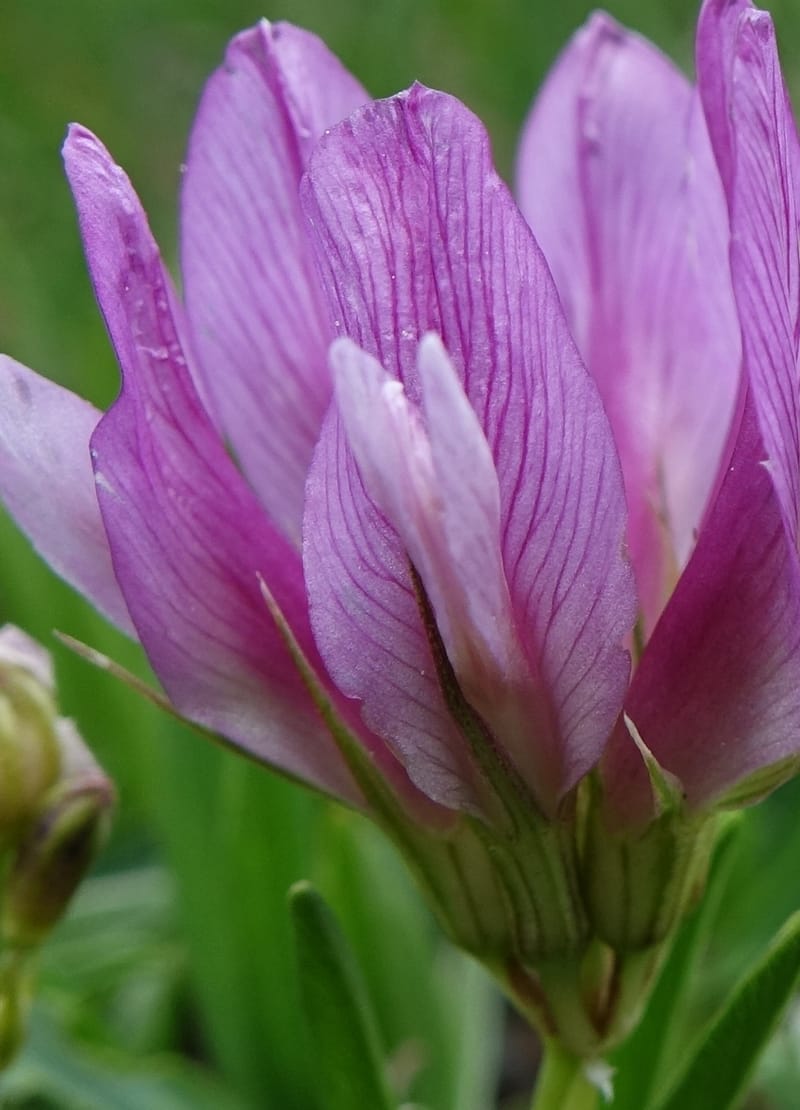 Trifolium alpinum, Davidson, C 13240--Switzerland. Furkapass. 1 Jul 2016. DSC06826 (600).JPG